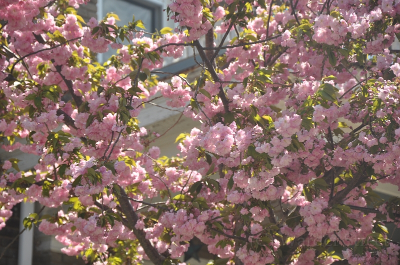 Kwanzan Cherry Tree 2011 05.jpg